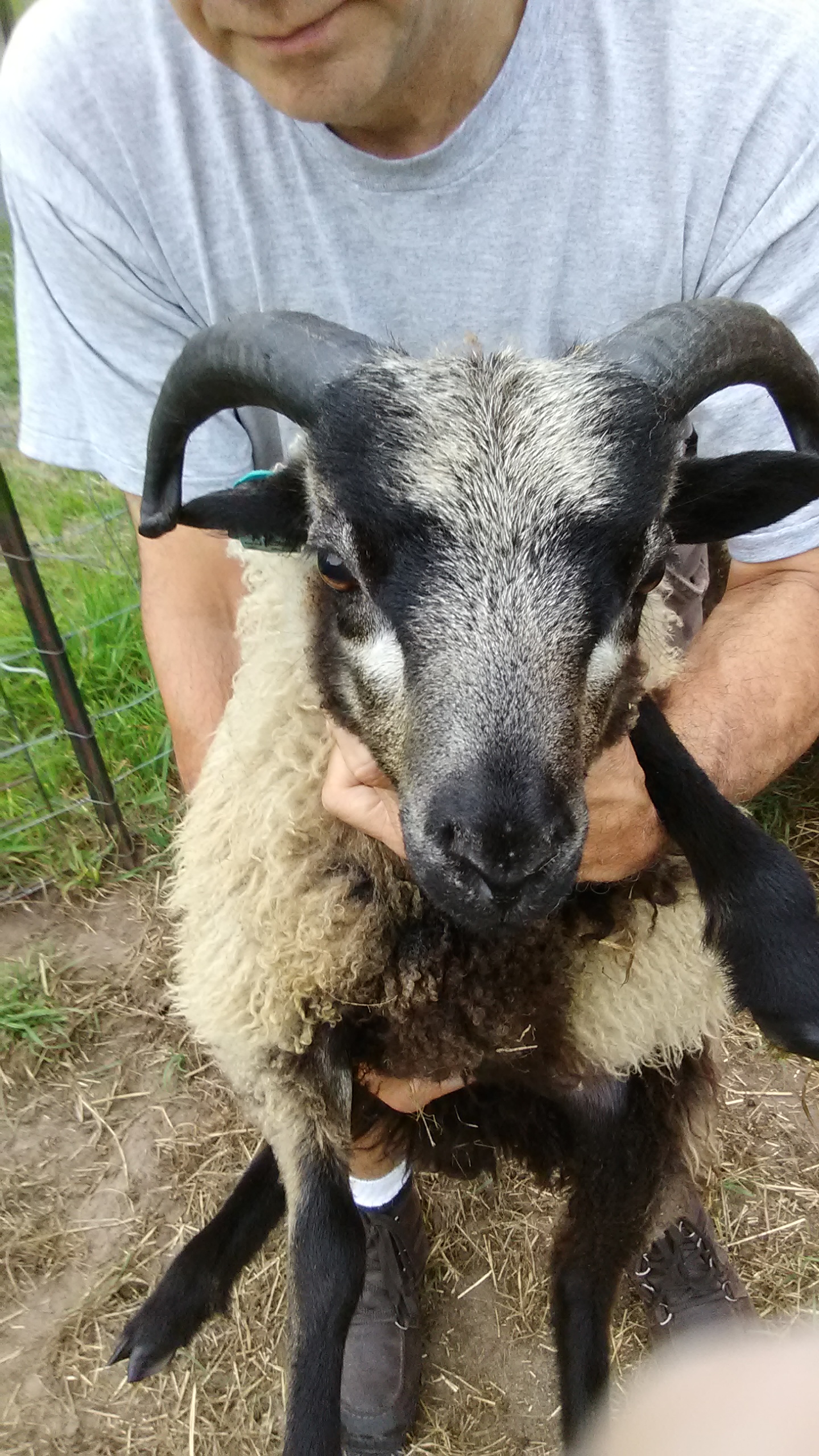 Shaltz Farm B43